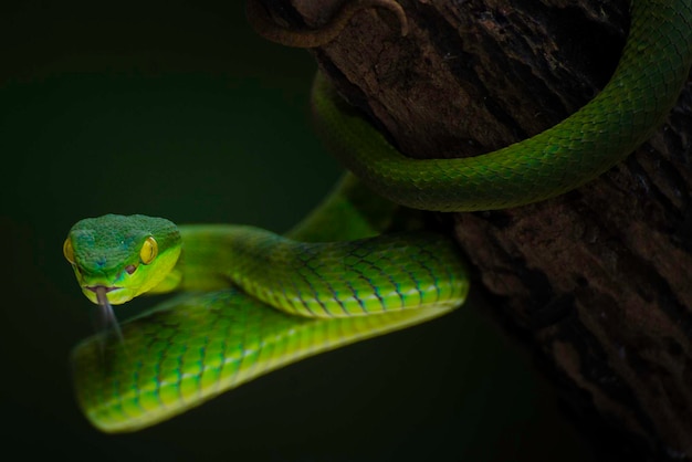 Close-up van een slang's nachts