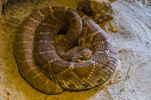 Foto close-up van een slang