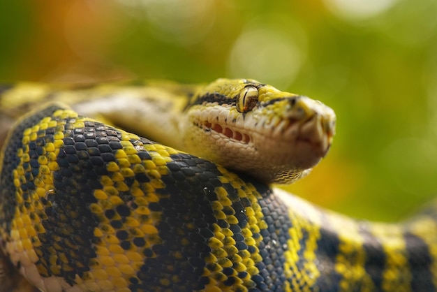 Close-up van een slang