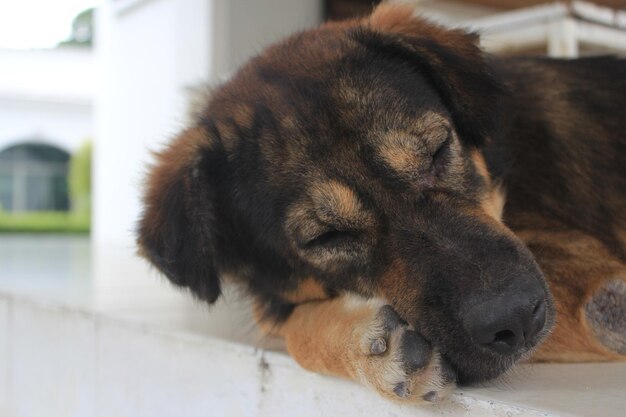 Foto close-up van een slapende hond