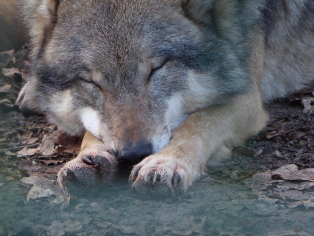 Foto close-up van een slapende hond