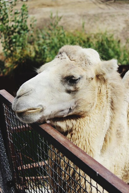 Foto close-up van een slapende hond