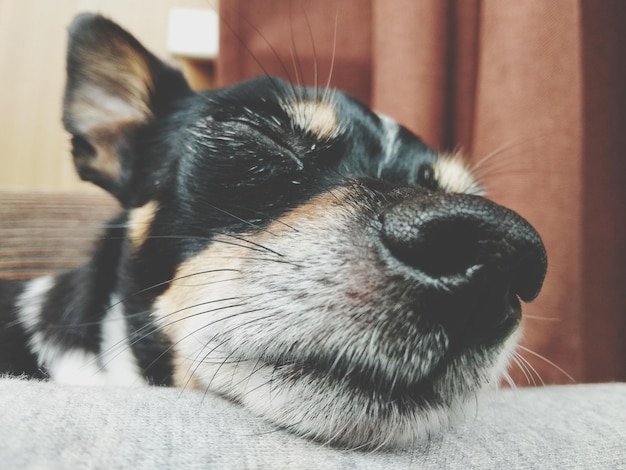 Foto close-up van een slapende hond