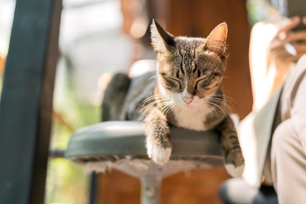 Close-up van een slapende kat thuis mooie schattige kortharige grijze gestreepte kat die thuis op de stoel ligt