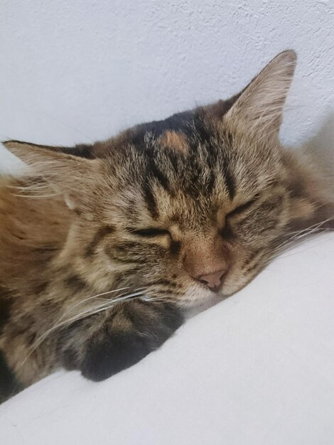 Close-up van een slapende kat