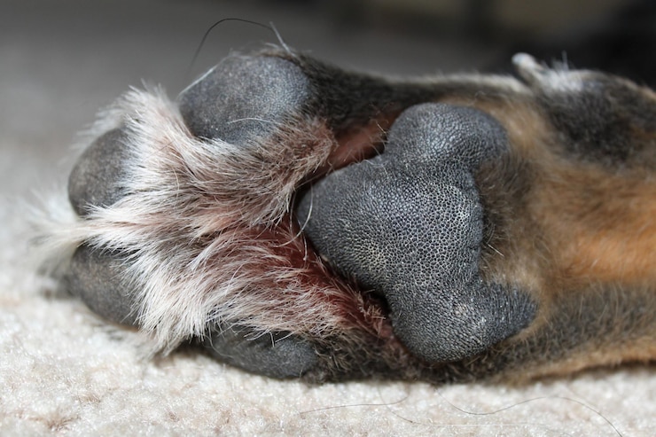 Foto close-up van een slapende kat