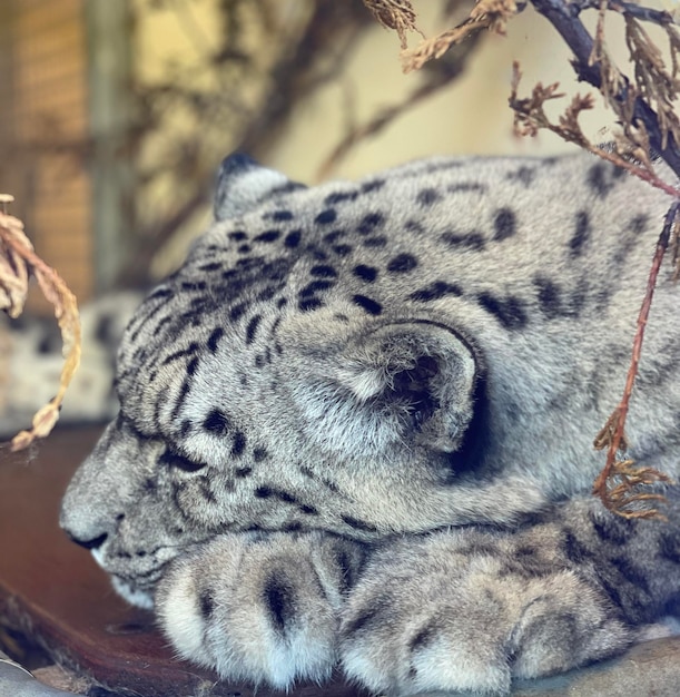 Foto close-up van een slapende kat