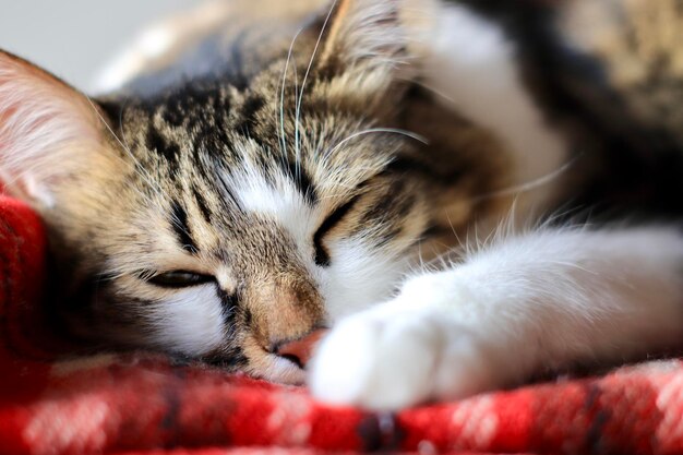 Close-up van een slapende kat