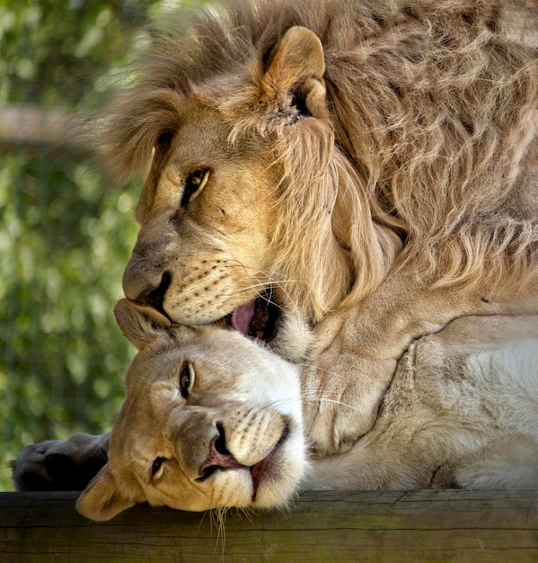 Foto close-up van een slapende leeuw