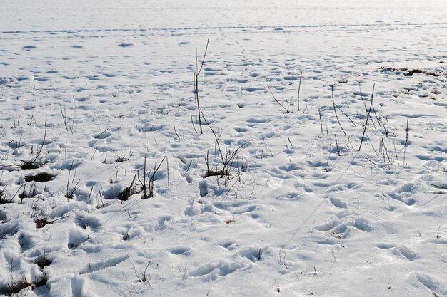 Foto close-up van een sneeuwbedekt landschap