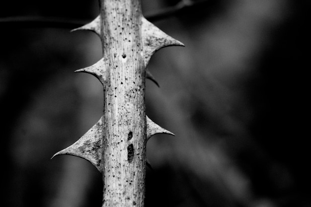 Foto close-up van een spijkerboom