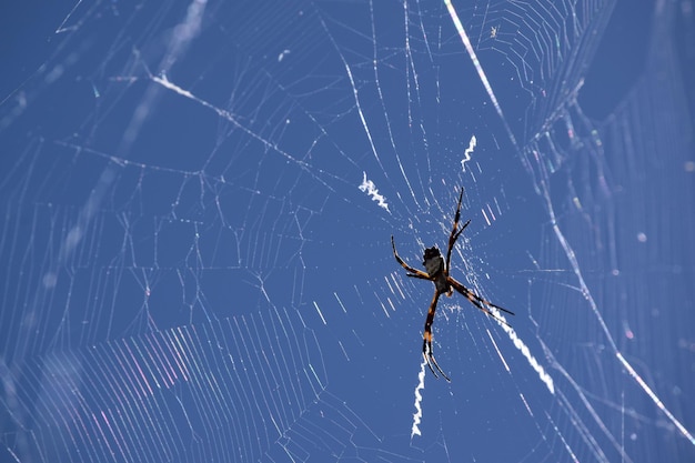 Foto close-up van een spin en een web tegen de lucht