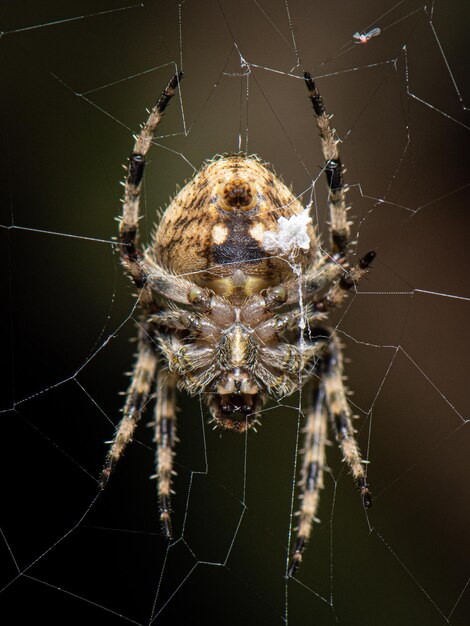 Close-up van een spin en een web