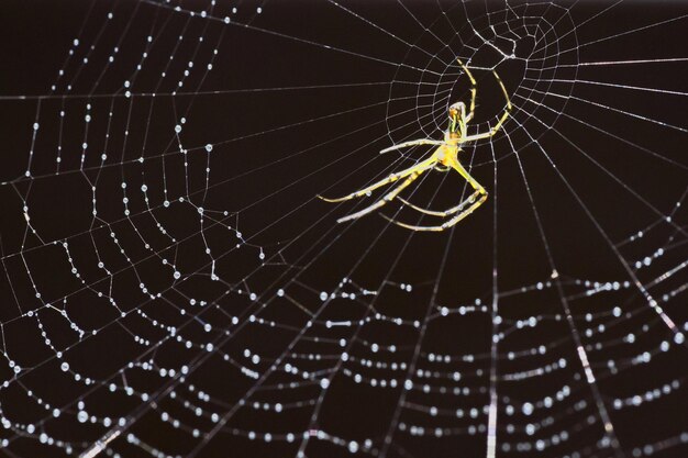 Foto close-up van een spin in een web in de buitenlucht