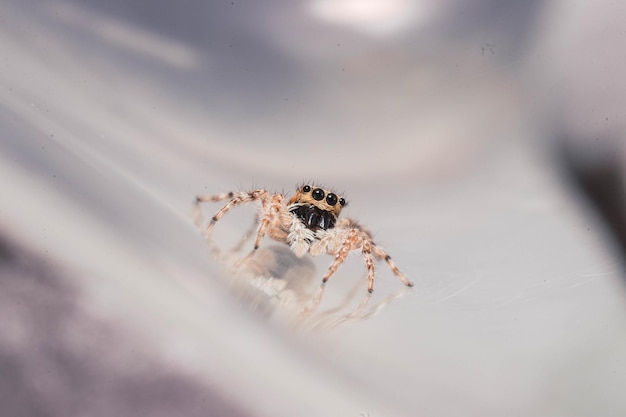 Close-up van een spin met acht ogen die op het web op onscherpe achtergrond loopt