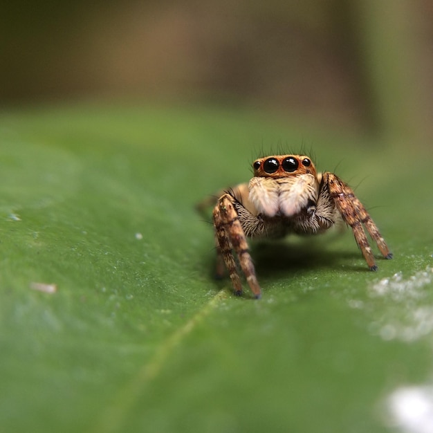 Close-up van een spin op een blad