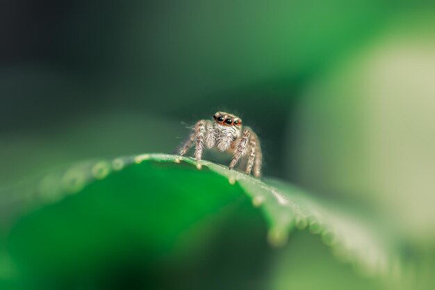 Close-up van een spin op een blad