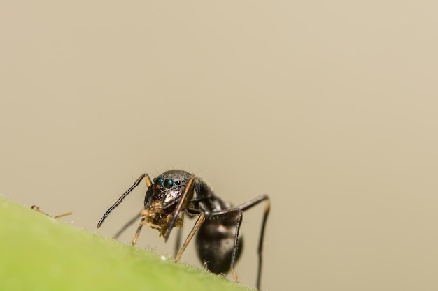 Close-up van een spin op een blad