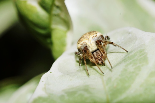Close-up van een spin op een blad