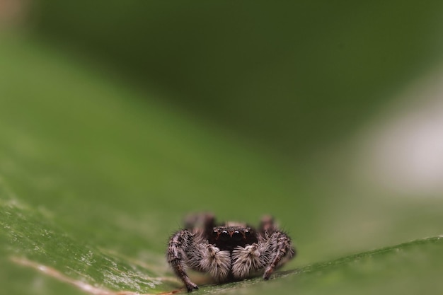 Close-up van een spin op een blad