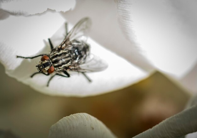 Foto close-up van een spin op een bloem