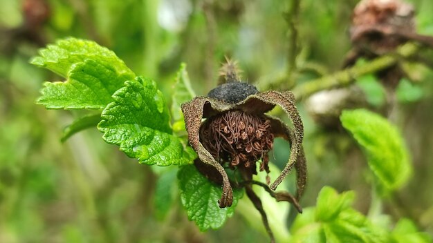 Foto close-up van een spin op een plant