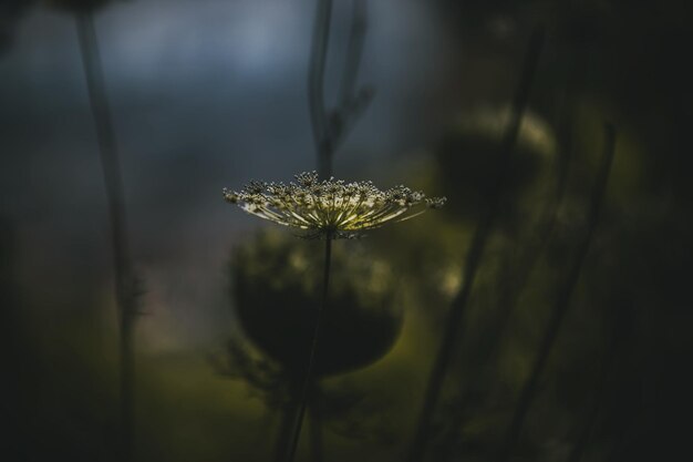 Foto close-up van een spin op een plant