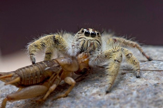 Foto close-up van een spin op een rots