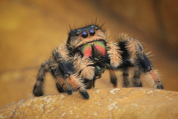 Foto close-up van een spin op een rots