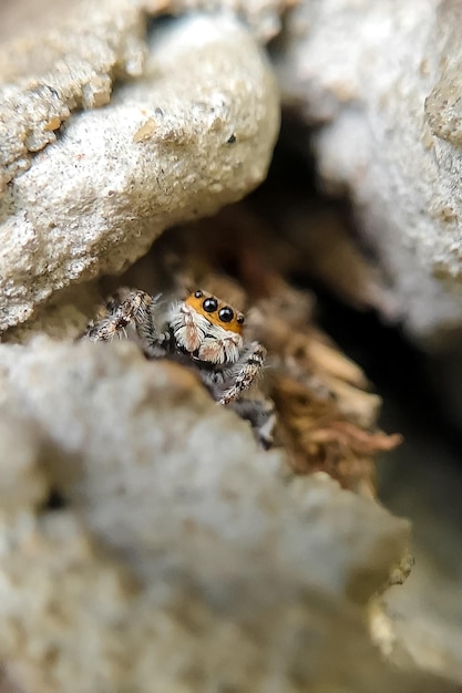 Close-up van een spin op een rots