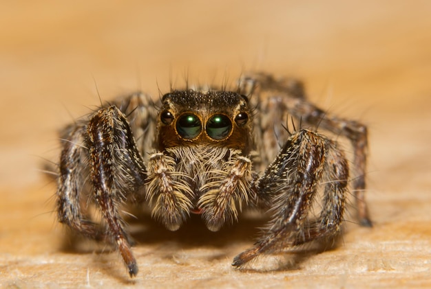 Close-up van een spin op een tegelvloer