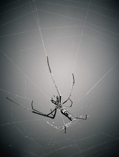 Foto close-up van een spin op een web tegen de lucht