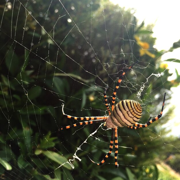 Foto close-up van een spin op een web