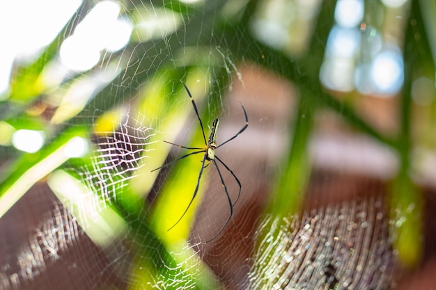 Foto close-up van een spin op een web