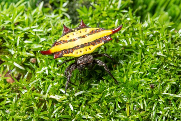 Foto close-up van een spin op het gras