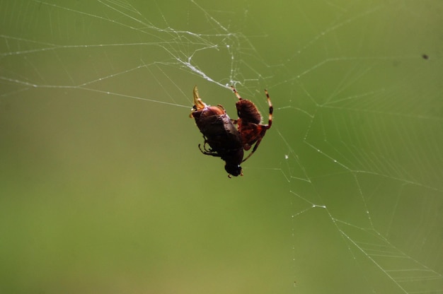 Foto close-up van een spin op het web