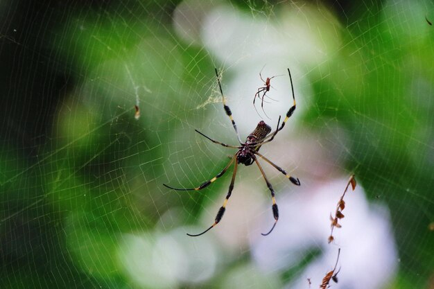 Close-up van een spin op het web