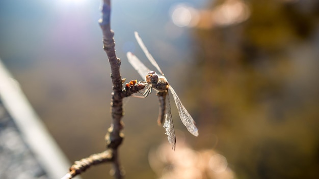 Close-up van een spin op het web