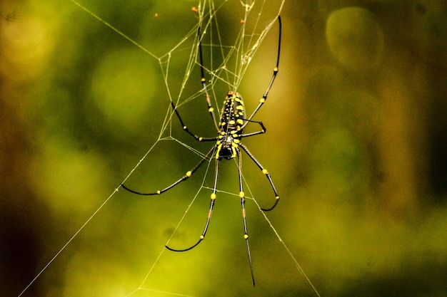 Foto close-up van een spin op het web