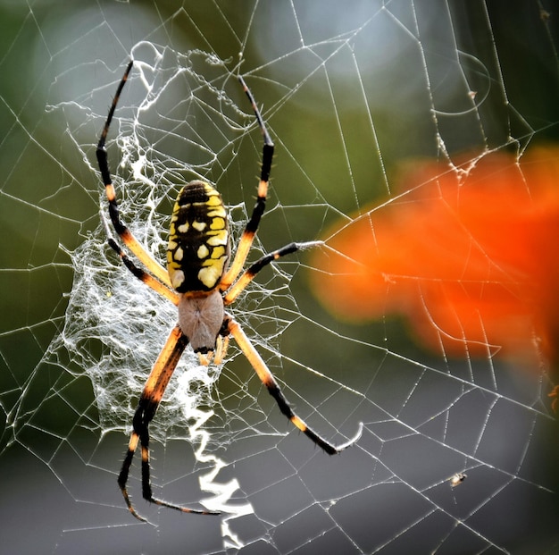 Foto close-up van een spin op het web