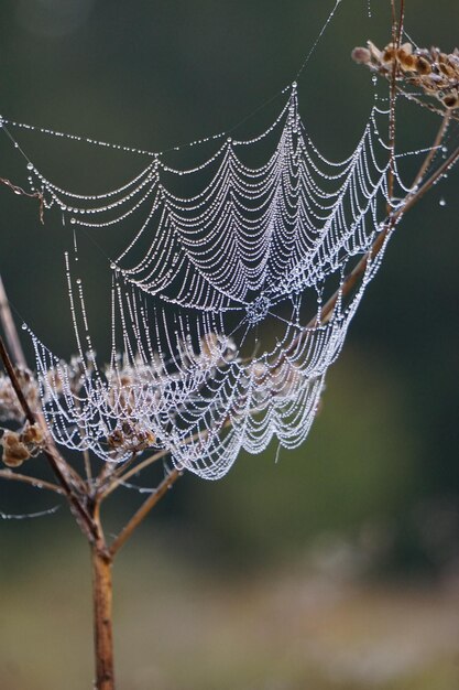 Foto close-up van een spin op het web