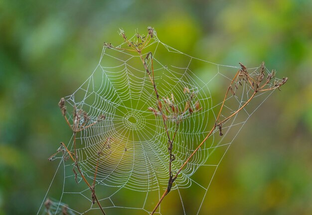 Foto close-up van een spin op het web