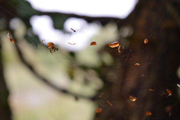 Foto close-up van een spin op het web