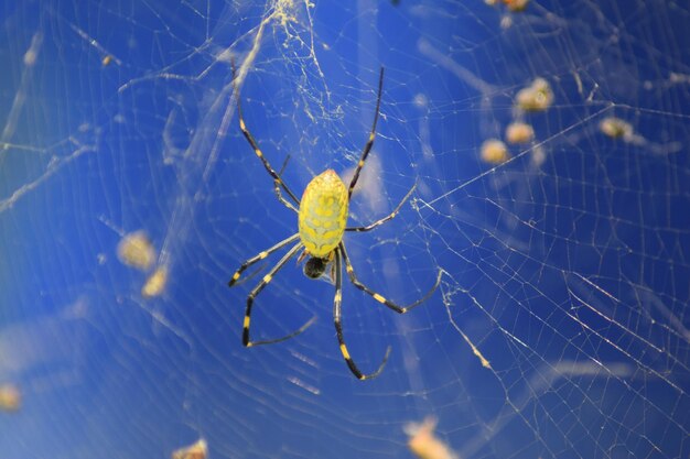 Foto close-up van een spin op het web