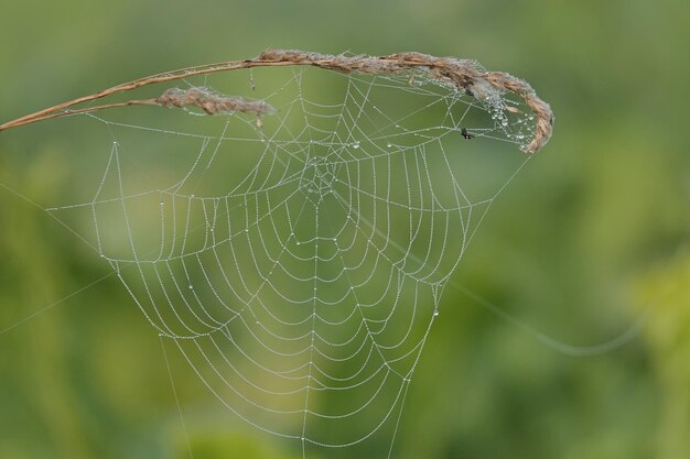 Foto close-up van een spin op het web