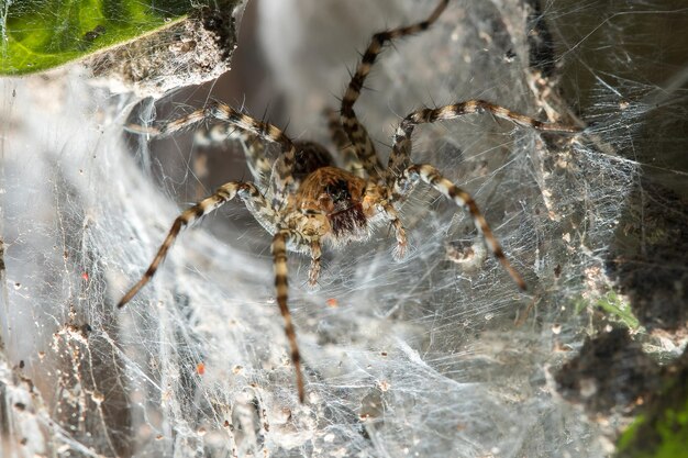 Close-up van een spin op het web