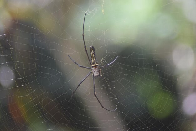 Close-up van een spin op het web