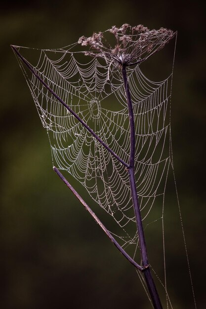 Foto close-up van een spin op het web