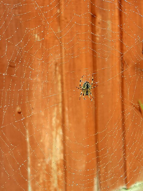 Foto close-up van een spin op het web