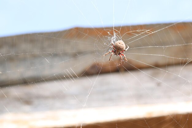 Foto close-up van een spin op het web